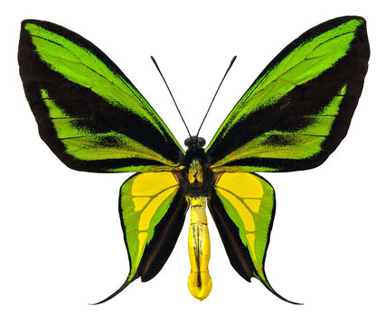 Ornithoptera paradisea flavescens (male)
Butterfly. 
Entomology In White Background