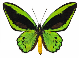 Ornithoptera priamus priamus (male)
Butterfly. 
Entomology In White Background