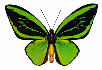 Ornithoptera priamus teucrus (form male)
Butterfly. 
Entomology In White Background