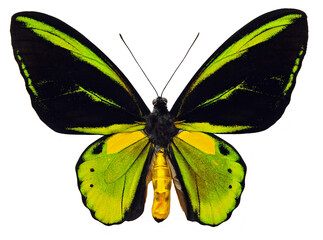 Ornithoptera tithonus (male) X Ornithoptera priamus (female) (hybrid)
Butterfly. 
Entomology In White Background