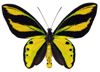 Ornithoptera tithonus tithonus (male)
Butterfly. 
Entomology In White Background