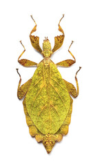 Phyllium jacobsoni yellow (female)
Walking Leaf Insect in White Background
