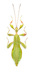 Phyllium letiranti (male)
Walking Leaf Insect in White Background