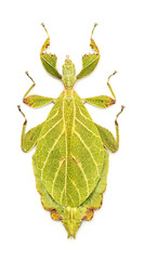 Phyllium nisus (female)
Walking Leaf Insect in White Background