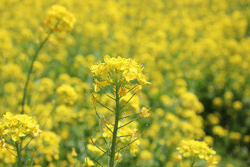 Obraz premium 満開の菜の花畑