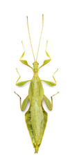 Phyllium nisus (male)
Walking Leaf Insect in White Background
