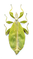 Phyllium tobeloense bhaskarai (female)
Walking Leaf Insect in White Background