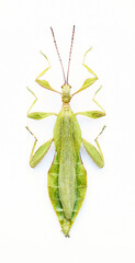 Phyllium tobeloense bhaskarai (male)
Walking Leaf Insect in White Background
