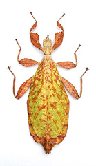 Phyllium tobeloense bhaskarai marble (female)
Walking Leaf Insect in White Background