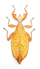 Phyllium tobeloense bhaskarai orange (female).
Walking Leaf Insect in White Background