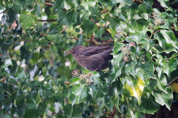 A thrush bird in bushes in spring season