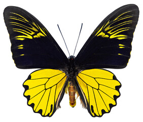 Troides amphrysus amphrysus (male)
Butterfly. 
Entomology In White Background