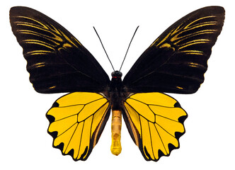 Troides amphrysus merah (male)
Butterfly. 
Entomology In White Background