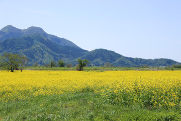 菜の花畑と山の風景