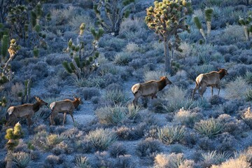 Closeup of North side Elks walking up a hill in a desert surrounded by Joshua trees