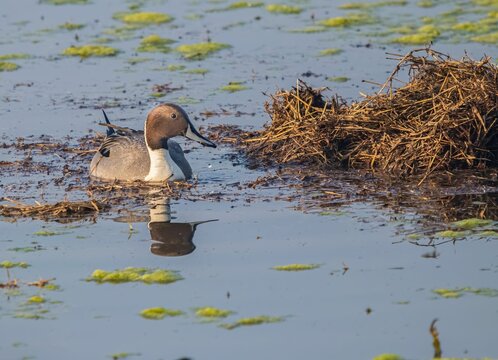 Northern Pintail duck swimming on a lake