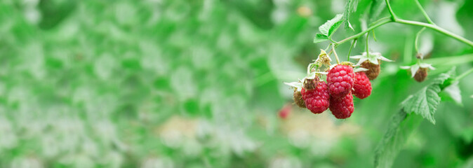 raspberry on a green bush. juicy red berry in the garden. the concept of growing raspberries.