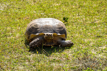 Turtle on a walk