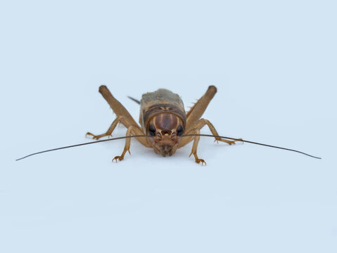 House cricket on the white pedestal from front view
