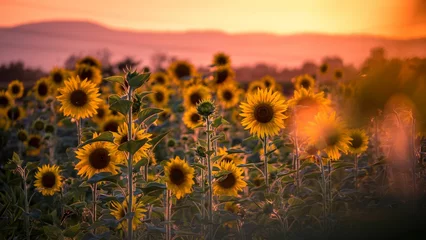 Rolgordijnen Closeup shot of sunflowers (Helianthus) in the field at sunset © Michael Sauer/Wirestock Creators