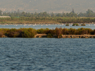Flamingos in Santa Pola nature reserve, Alicante, Spain