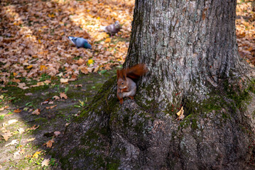 Squirrel in Kharkov forest park
