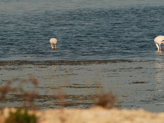 Flamingos in Santa Pola nature reserve, Alicante, Spain