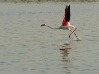Flamingos in Santa Pola nature reserve, Alicante, Spain