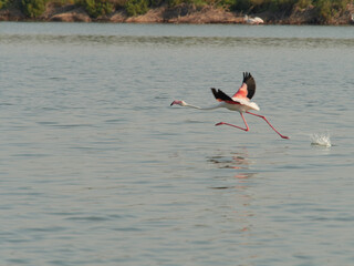 Flamingos in Santa Pola nature reserve, Alicante, Spain