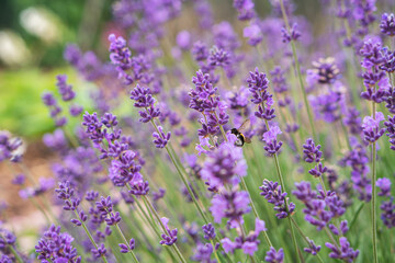 Close up of lavender flower. Lavender background. Bumblebee on lavender flower.