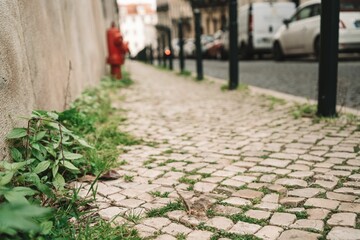 Wild plants grown on the sidewalk