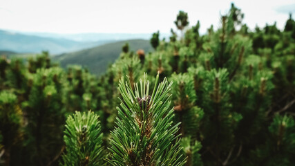 Green pine branch on the background of bushes and mountains