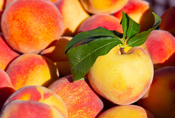Close-up of ripe, yellow peaches in early morning light at a local farmer's market