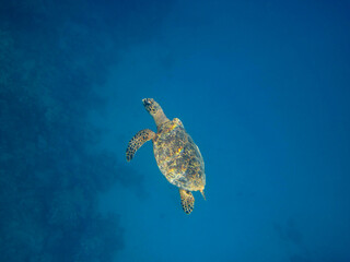 Sea turtle in the Red Sea     