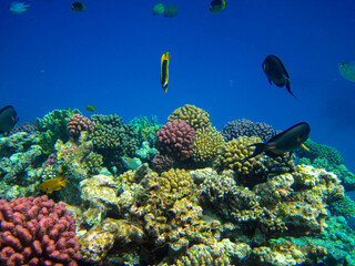 Bright inhabitants of the coral reef in the Red Sea, Egypt, Hurghada