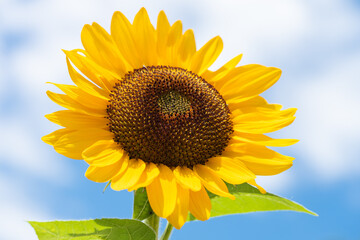 Beautiful yellow sunflower isolated under the blue sky in hot summer, Flower or flora background