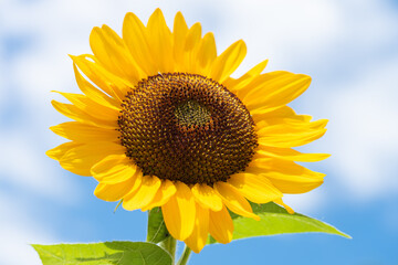 Obraz premium Beautiful yellow sunflower isolated under the blue sky in hot summer, Flower or flora background