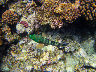 Bright inhabitants of the coral reef in the Red Sea, Egypt, Hurghada