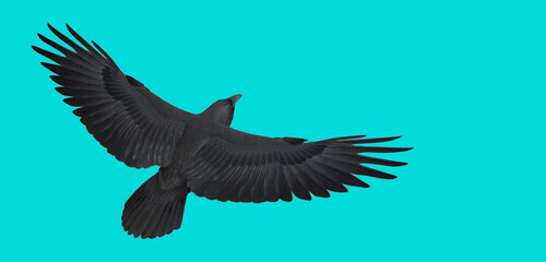 3d illustration of Chihuahuan Raven on color background 