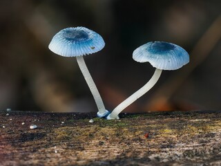 Selective focus shot of pixie's parasol (mycena interrupta)