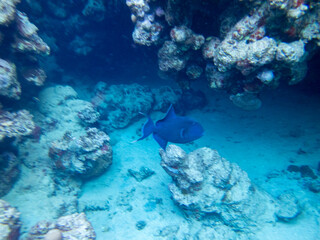 Bright inhabitants of the coral reef in the Red Sea, Egypt, Hurghada