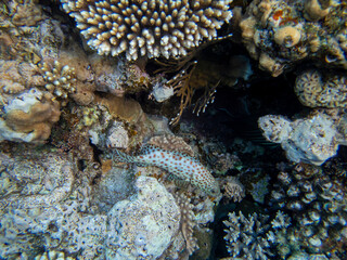 Bright inhabitants of the coral reef in the Red Sea, Egypt, Hurghada