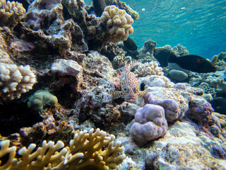 Bright inhabitants of the coral reef in the Red Sea, Egypt, Hurghada
