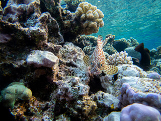 Bright inhabitants of the coral reef in the Red Sea, Egypt, Hurghada