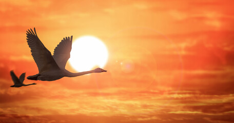 silhouette of a swan flying against the sunset © Njay
