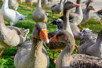 Toulouse goose
