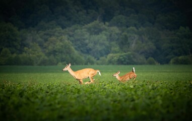 Beautiful view of the deer running in the field
