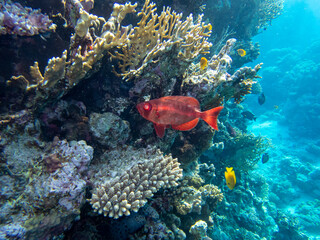 Fabulously beautiful seabed of the Red Sea