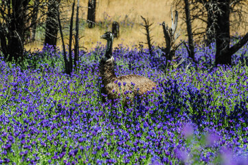 Emu (Dromaius novaehollandiae) grazing in a field of purple flowers known as Patterson's Curse (Echium plantagineum), Flinders Ranges, South Australi.