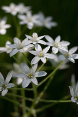 Blume